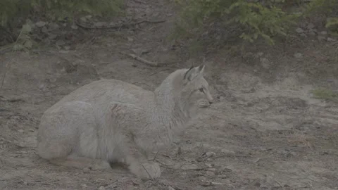 Lynx (Lynx lynx) Video stock 163534270