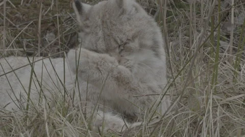 Lynx (Lynx lynx) Stock Footage 163534486