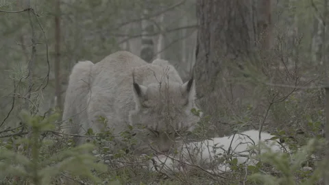 Lynx (Lynx lynx) Stock Footage 163534525