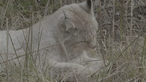 Lynx (Lynx lynx) Stock Footage 163534619
