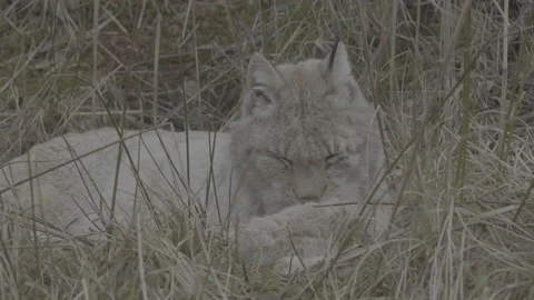 Lynx (Lynx lynx) Stock Footage 163534873