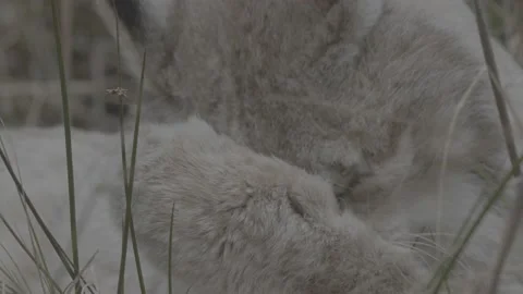Lynx (Lynx lynx) Stock Footage 163534921