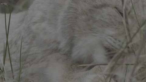 Lynx (Lynx lynx) Stock Footage 163534953