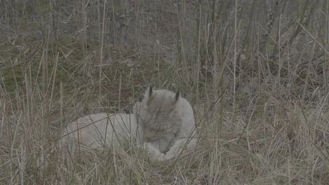 Lynx (Lynx lynx) Stock Footage 163535055