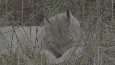Lynx (Lynx lynx) Stock Footage 163535328