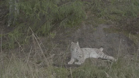 Lynx (Lynx lynx) Stock Footage 163535380