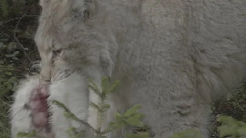 Lynx (Lynx lynx) 스톡 동영상 163535453