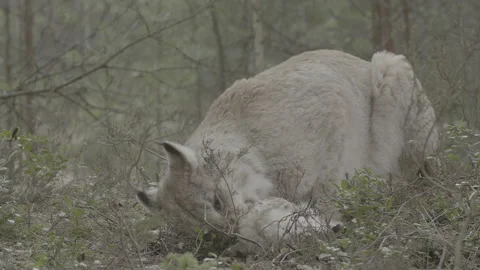 Lynx (Lynx lynx) Stock Footage 163535685