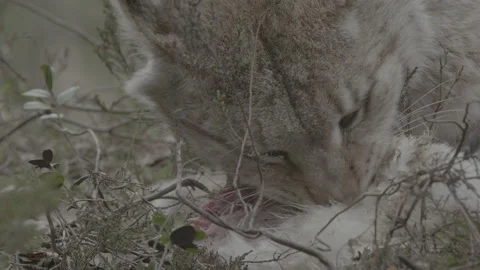 Lynx (Lynx lynx) Stock Footage 163535744