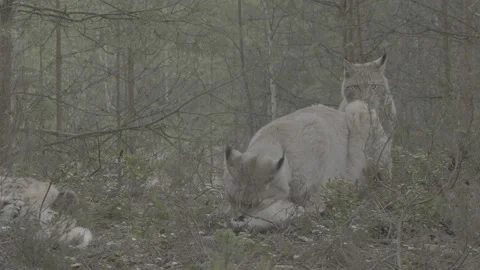 Lynx (Lynx lynx) Stock Footage 163536035