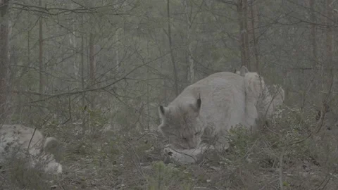 Lynx (Lynx lynx) Stock Footage 163536212