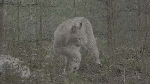 Lynx (Lynx lynx) Stock Footage 163536343