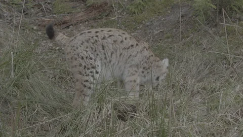 Lynx (Lynx lynx) Stock Footage 163536470