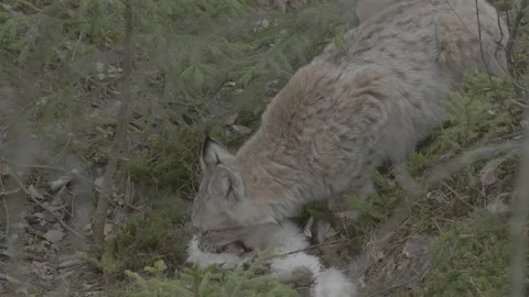 Lynx (Lynx lynx) Stock Footage 163536768