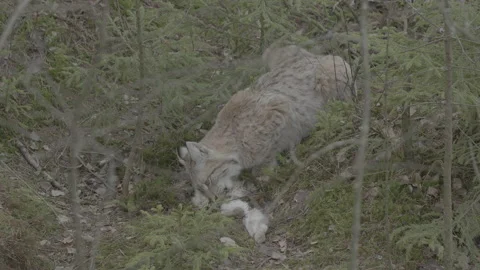 Lynx (Lynx lynx) Stock Footage 163536812