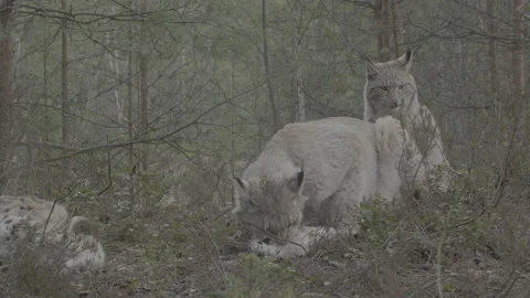 Lynx (Lynx lynx) Stock-Footage 163536816