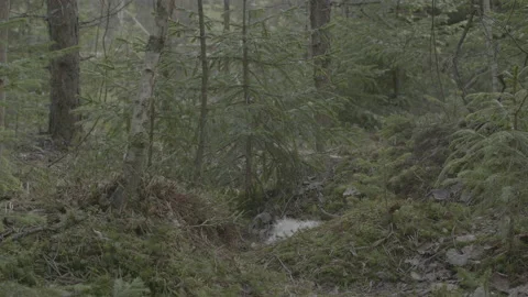 Lynx (Lynx lynx) Stock Footage 163536823