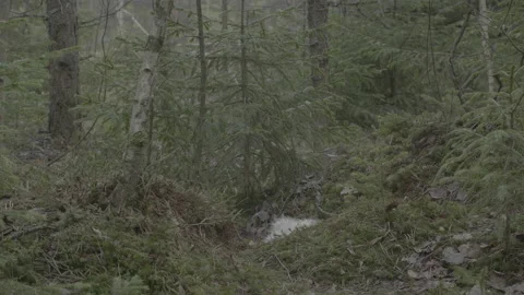 Lynx (Lynx lynx) Video stock 163536942