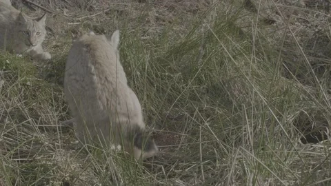 Lynx (Lynx lynx) Stock Footage 163537101