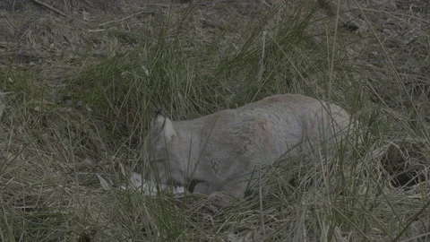 Lynx (Lynx lynx) Stock Footage 163537245