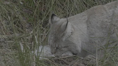 Lynx (Lynx lynx) Stock Footage 163537255
