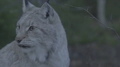 Lynx (Lynx lynx) Stock Footage 163537352