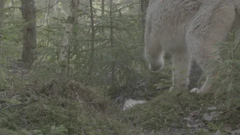 Lynx (Lynx lynx) Stock Footage 163537425