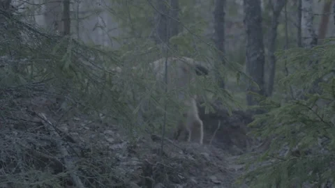 Lynx (Lynx lynx) 스톡 동영상 163537454