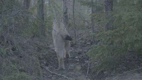 Lynx (Lynx lynx) Stock Footage 163537521