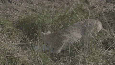 Lynx (Lynx lynx) Stock Footage 163537523