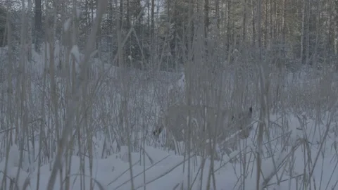 Lynx (Lynx lynx) Stock Footage 163537685