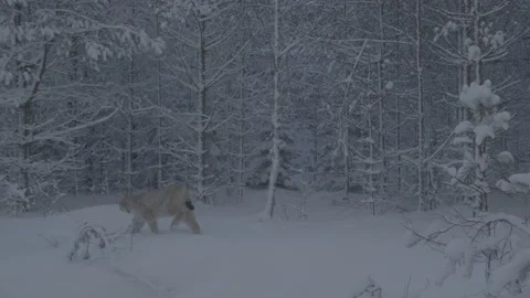 Lynx (Lynx lynx) Stock Footage 163537760