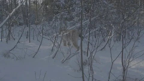 Lynx (Lynx lynx) Stock Footage 163537797