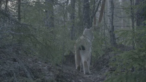 Lynx (Lynx lynx) Stock Footage 163537822