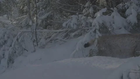 Lynx (Lynx lynx) Stock Footage 163537836
