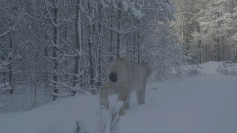 Lynx (Lynx lynx) Stock-Footage 163537880