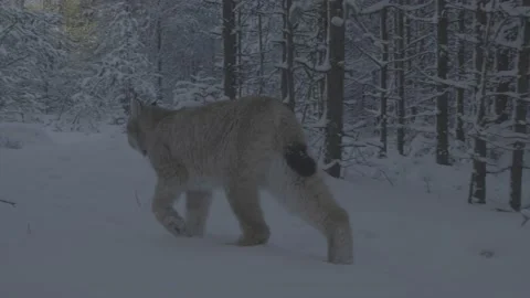 Lynx (Lynx lynx) Stock Footage 163537929