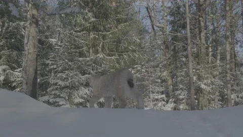 Lynx (Lynx lynx) 스톡 동영상 163538007