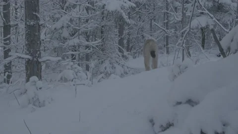 Lynx (Lynx lynx) Stock Footage 163538108