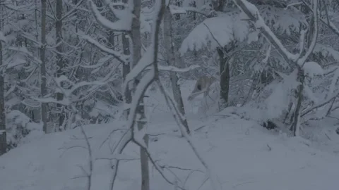 Lynx (Lynx lynx) Stock Footage 163538113