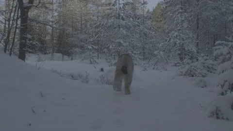 Lynx (Lynx lynx) Stock Footage 163538116