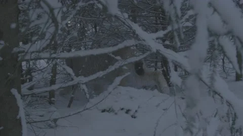 Lynx (Lynx lynx) Stock Footage 163538160