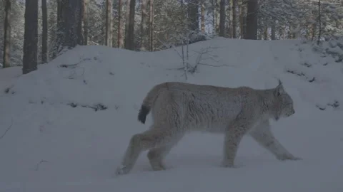 Lynx (Lynx lynx) Stock Footage 163538193