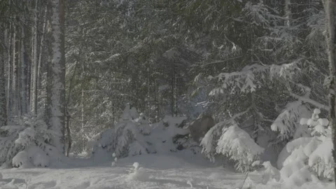 Lynx (Lynx lynx) Stock Footage 163538269