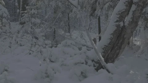 Lynx (Lynx lynx) Stock Footage 163538279