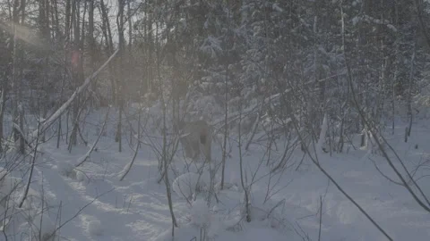 Lynx (Lynx lynx) Stock Footage 163538290