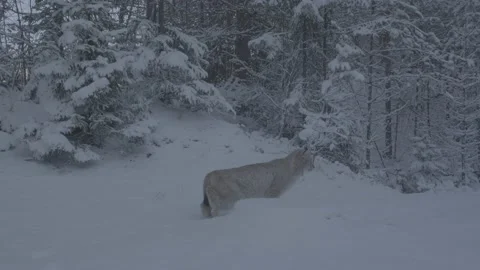 Lynx (Lynx lynx) Stock Footage 163538363