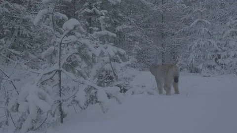 Lynx (Lynx lynx) Stock Footage 163538366