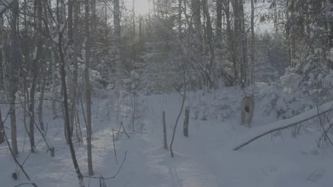 Lynx (Lynx lynx) Stock Footage 163538471