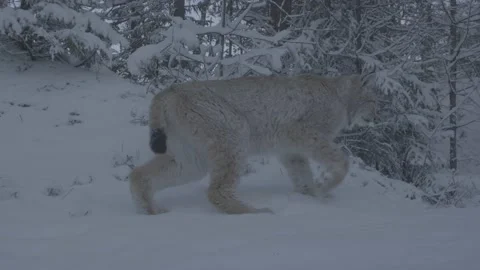 Lynx (Lynx lynx) Stock-Footage 163538478